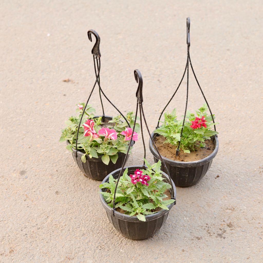 Set Of 3 - Two Verbena & Petunia (Any Colour) in 8 Inch Black Hanging Plastic Pot