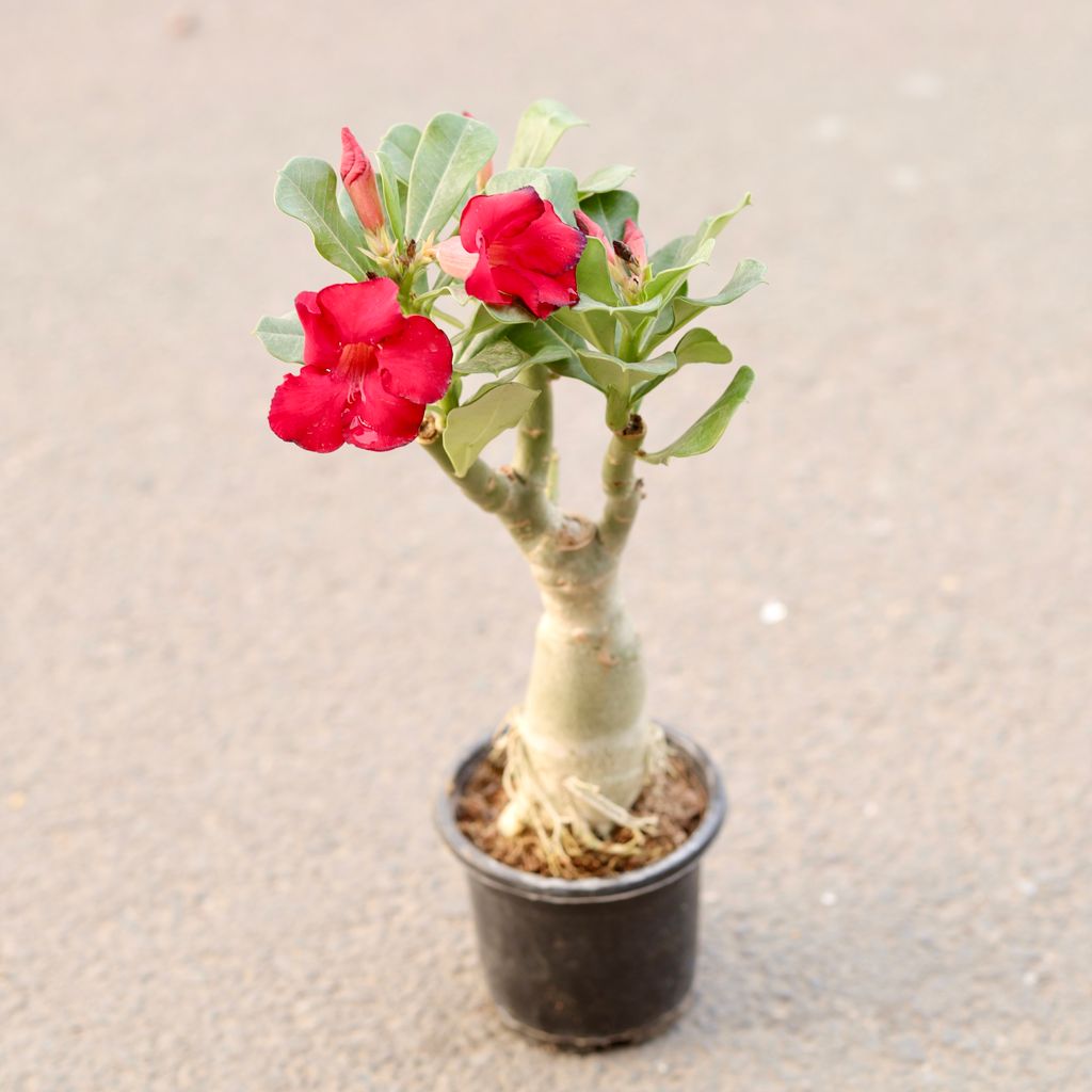 Adenium Grafted in 5 Inch Nursery Pot