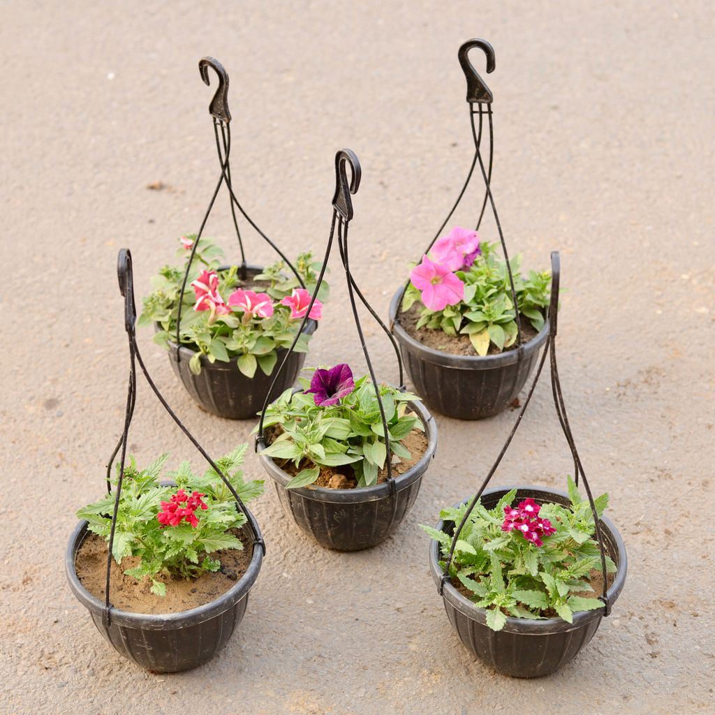 Set Of 5 - Three Petunia & Two Verbena (Any Colour) in 8 Inch Black Hanging Plastic Pot