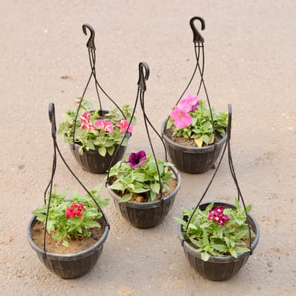 Buy Set Of 5 - Three Petunia & Two Verbena (Any Colour) in 8 Inch Black Hanging Plastic Pot Online | Urvann.com