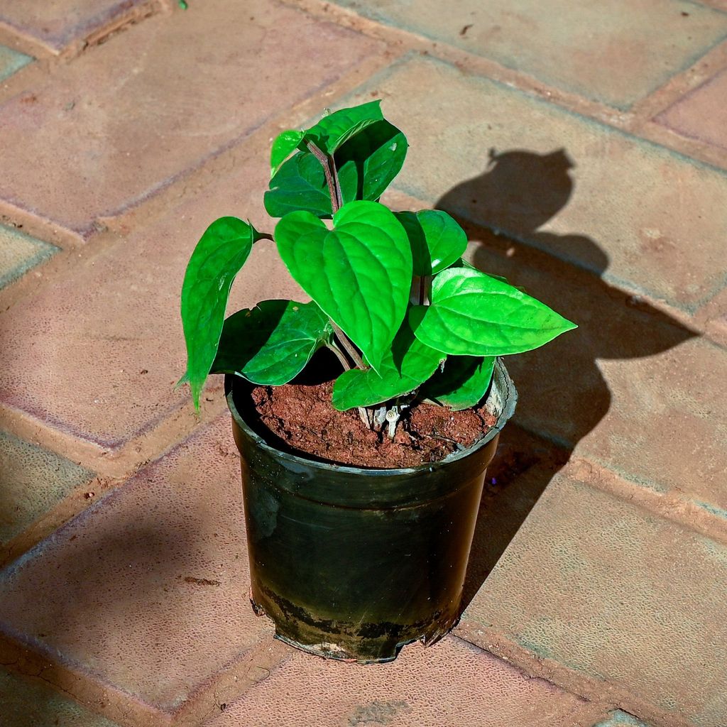 Paan / Betel Leaf in 4 Inch Nursery Pot