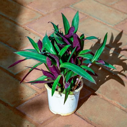 Buy Rhoeo / Durangi in 5 Inch Nursery Pot Online | Urvann.com