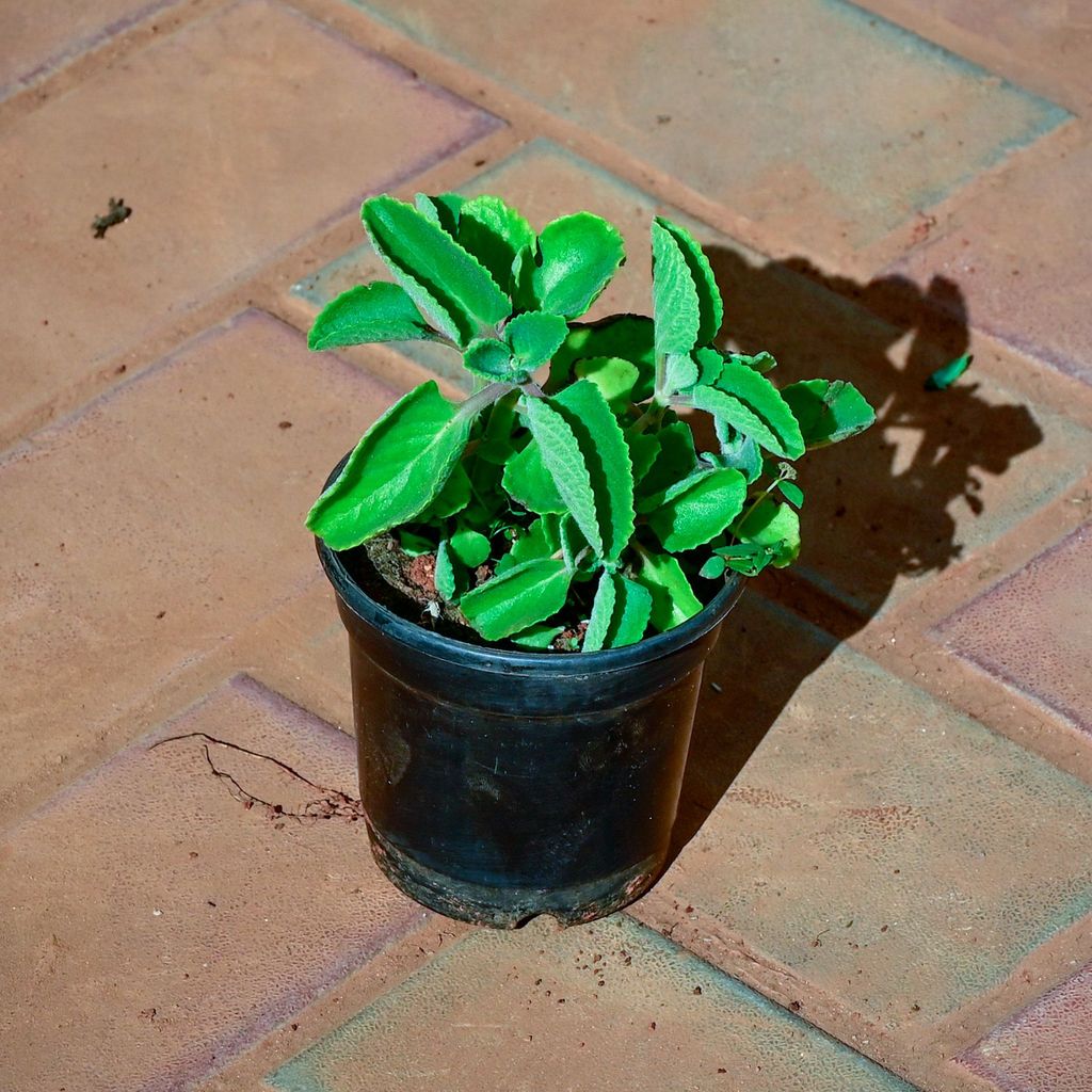 Ajwain / Carrom Seed's Plant in 4 Inch Nursery Pot