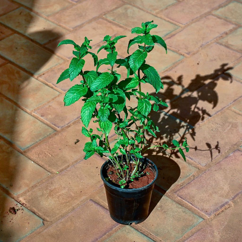 Mint in 4 Inch Nursery Pot