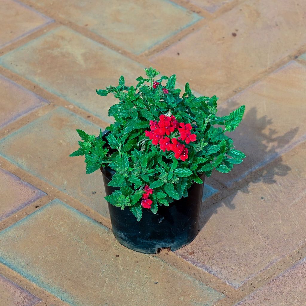 Verbena Red in 4 Inch Nursery Pot