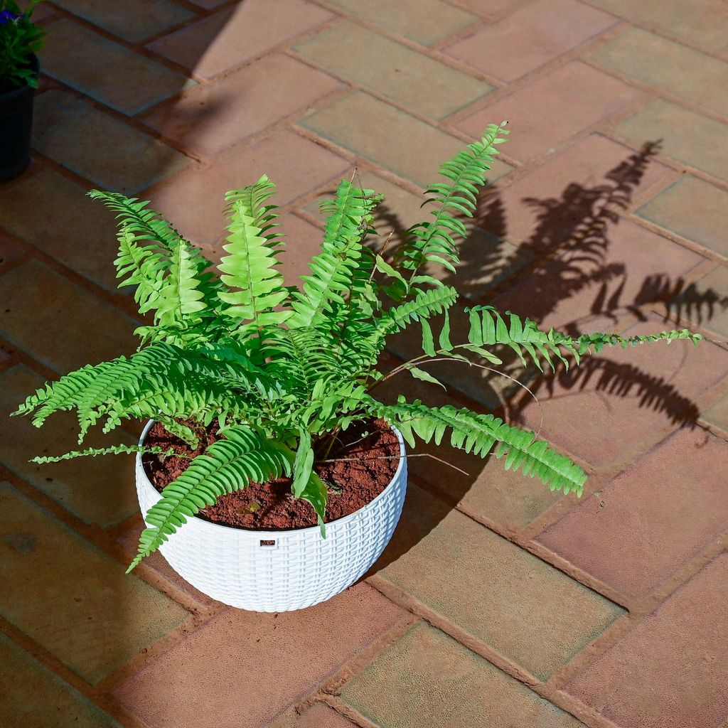 Fern Golden in 7 Inch White Hanging Basket