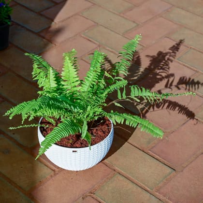 Buy Fern Golden in 7 Inch White Hanging Basket Online | Urvann.com