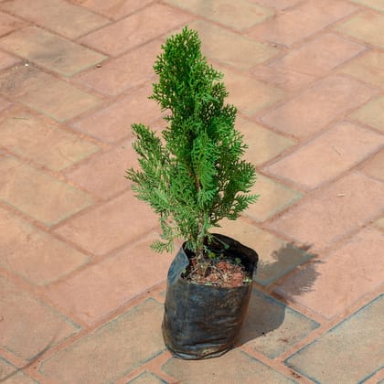 Buy Morpankhi / Thuja Golden In 4 Inch Nursery Bag Online | Urvann.com