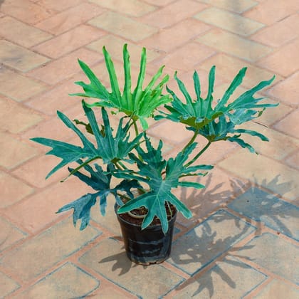 Buy Xanadu Green Variegated in 4 Inch Nursery Pot Online | Urvann.com