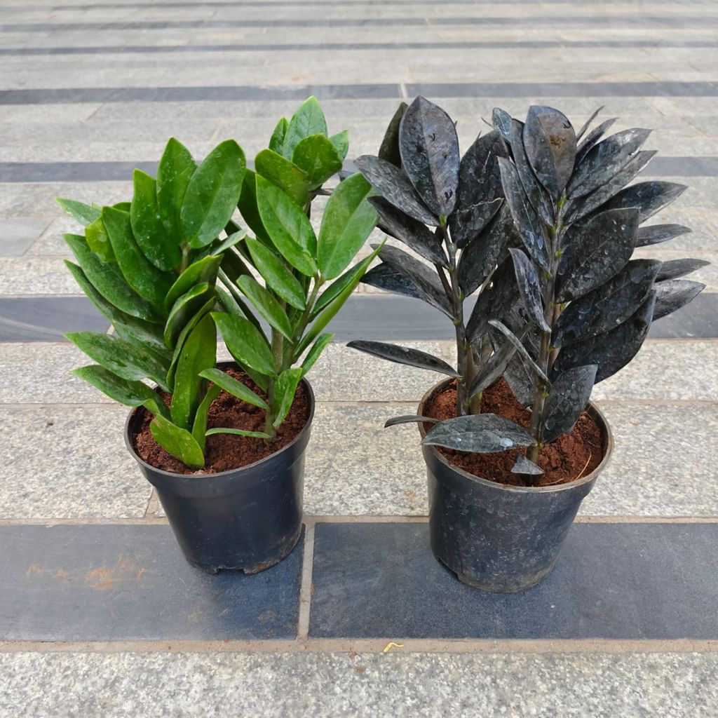 Set of 2 - Zz (Green & Black) in 4 Inch Nursery Pot