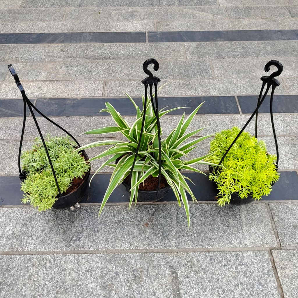 Set of 3 - Brahmi Dollar / Pennywort, Sedum Yellow & Green in 5 Inch Black Hanging Plastic Pot