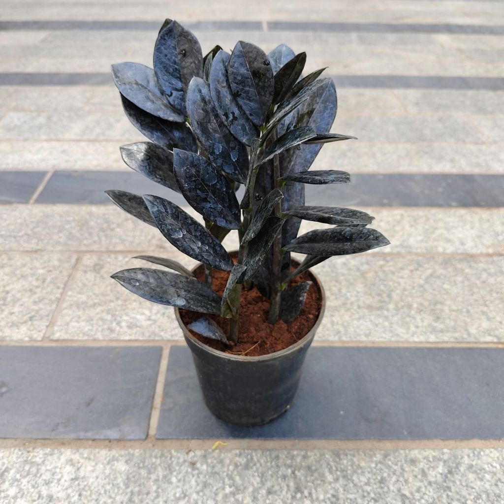 Zz Black in 4 Inch Nursery Pot- Best Exotic Indoor Plant