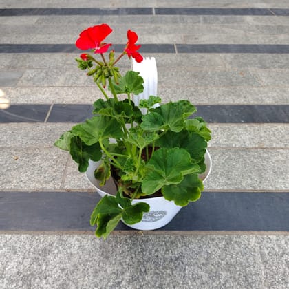 Geranium (Any Colour) in 7 Inch Single Hook Hanging Pot