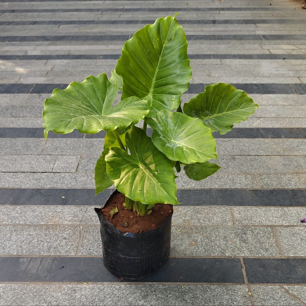 Alocasia Giant Taro in 6 Inch Nursery Bag