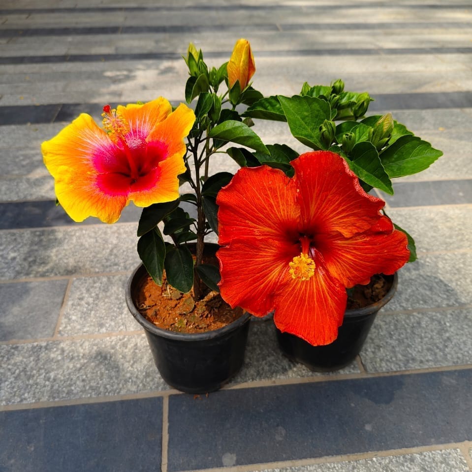 Set of 2 - Hibiscus Dwarf (Orange & Yellow) in 5 Inch Nursery Bag