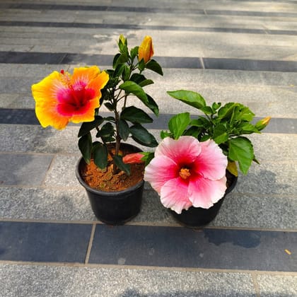 Buy Set of 2 - Hibiscus Dwarf (Yellow & Pink) in 5 Inch Nursery Bag Online | Urvann.com