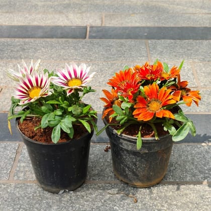 Buy Set of 2 - Gazania (any colour) in 4 Inch Nursery Pot Online | Urvann.com