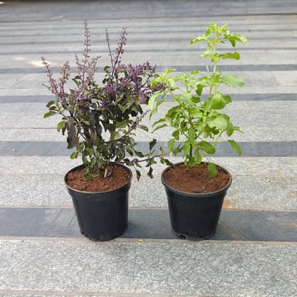 Buy Set of 2 - Tulsi (Rama & Shyama) in 4 Inch Nursery Pot Online | Urvann.com