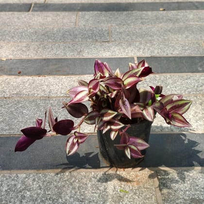 Buy Wandering Jew in 4 Inch Nursery Pot Online | Urvann.com