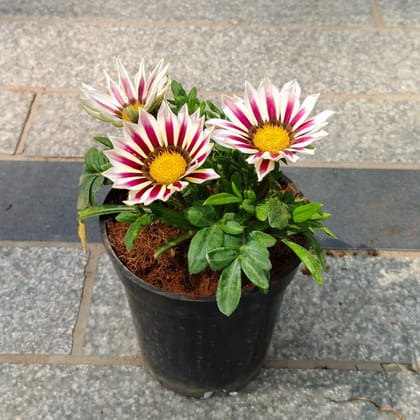 Buy Gazania (any colour) in 4 Inch Nursery Pot Online | Urvann.com