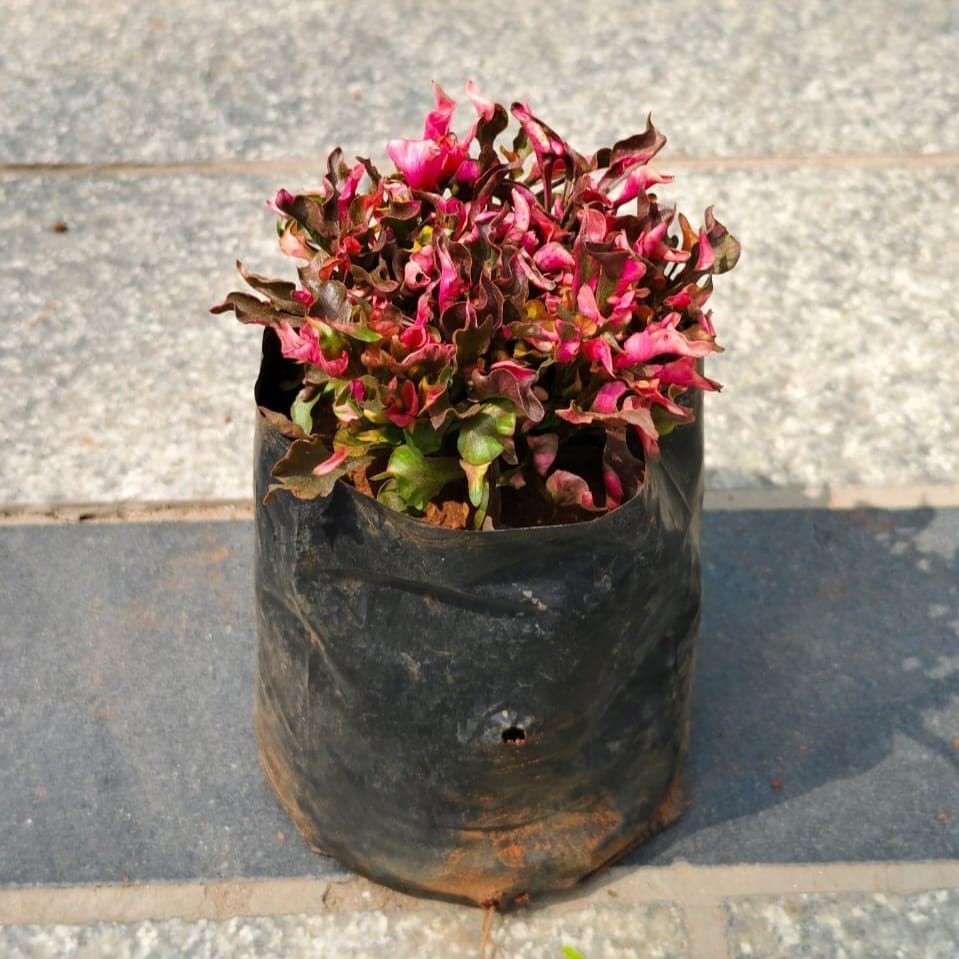 Alternanthera Red in 3 Inch Nursery Bag