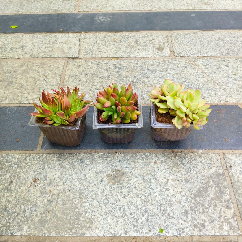 Set of 3 - Pagoda Red, Echeveria & Sedum Dendroideum in 3 inch Nursery Bag