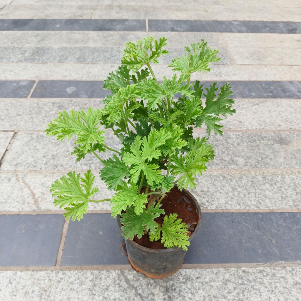 Panner Patra in 4 Inch Nursery Pot