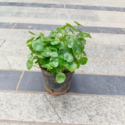 Buy Brahmi Dollar / Pennywort / Coin Plant in 4 Inch Nursery Pot Online | Urvann.com