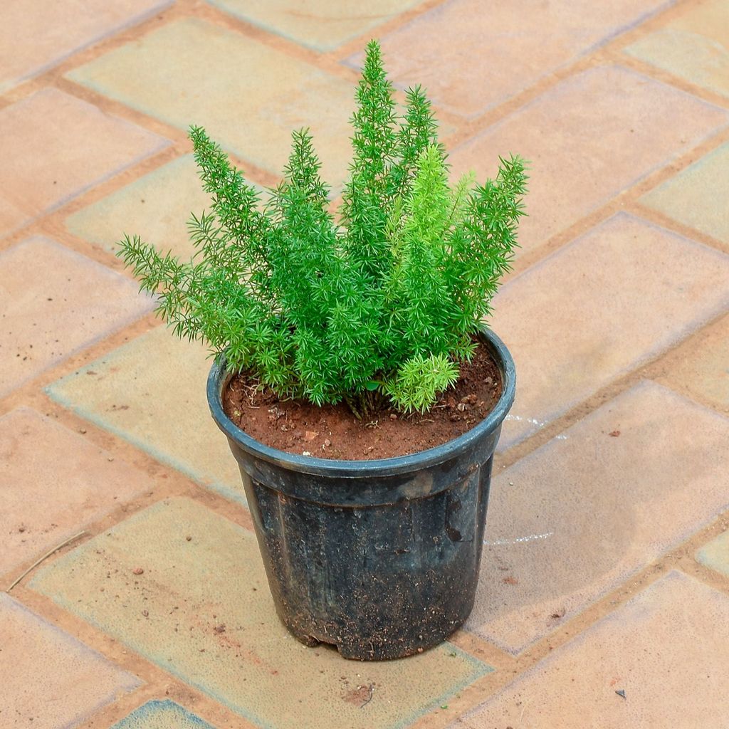 Asparagus Mary in 5 Inch Nursery Pot