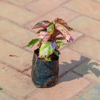 Buy Acalypha  in 4 Inch Nursery Bag Online | Urvann.com