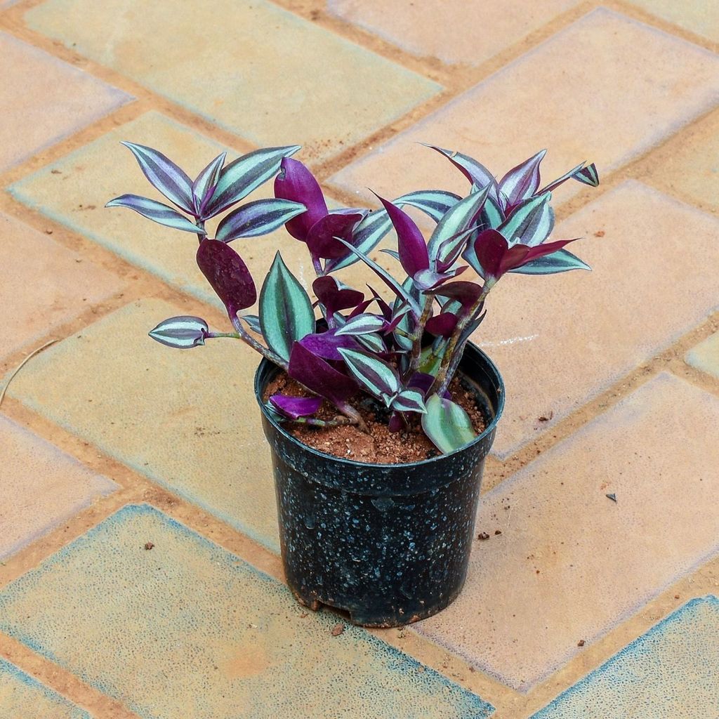 Wandering Jew in 4 Inch Nursery Pot