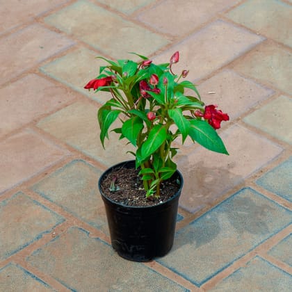 Buy Impression (Any Colour) in 4 Inch Nursery Pot Online | Urvann.com