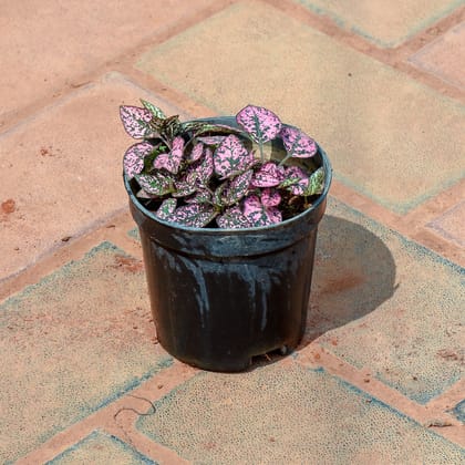 Buy Fittonia Red in 4 Inch Nursery Pot Online | Urvann.com