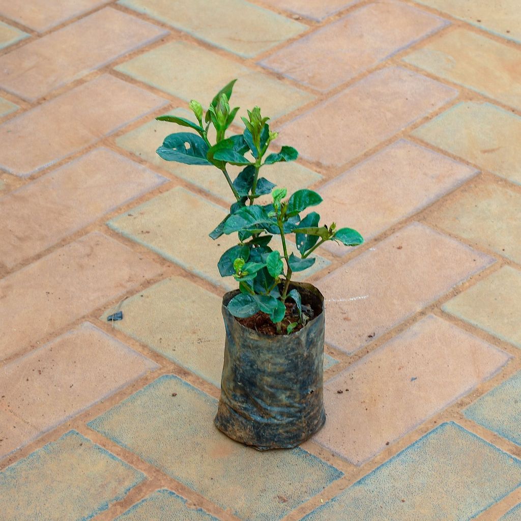 Gardenia / Gandhraaj (any colour) in 4 Inch Nursery Bag