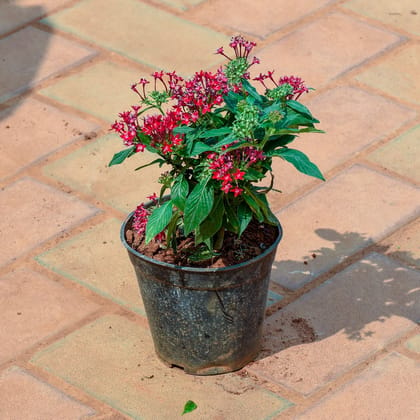 Buy Pentas (Any Colour) in 4 Inch Nursery Pot Online | Urvann.com