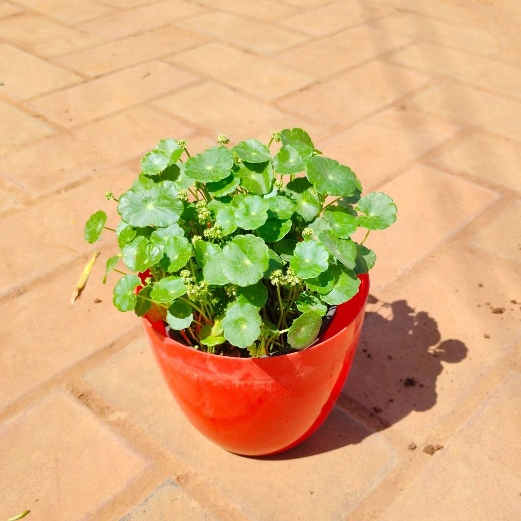 Brahmi Dollar / Pennywort in 6 Inch Red Premium Orchid Round Plastic Pot