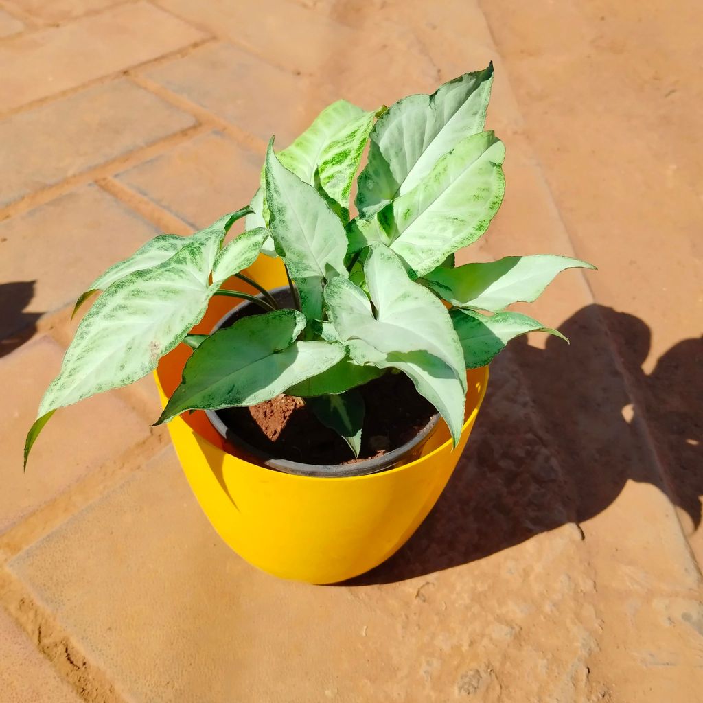 Syngonium Narrow Leaf in 6 Inch Yellow Premium Orchid Round Plastic Pot