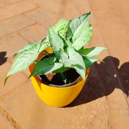 Buy Syngonium Narrow Leaf in 6 Inch Yellow Premium Orchid Round Plastic Pot Online | Urvann.com