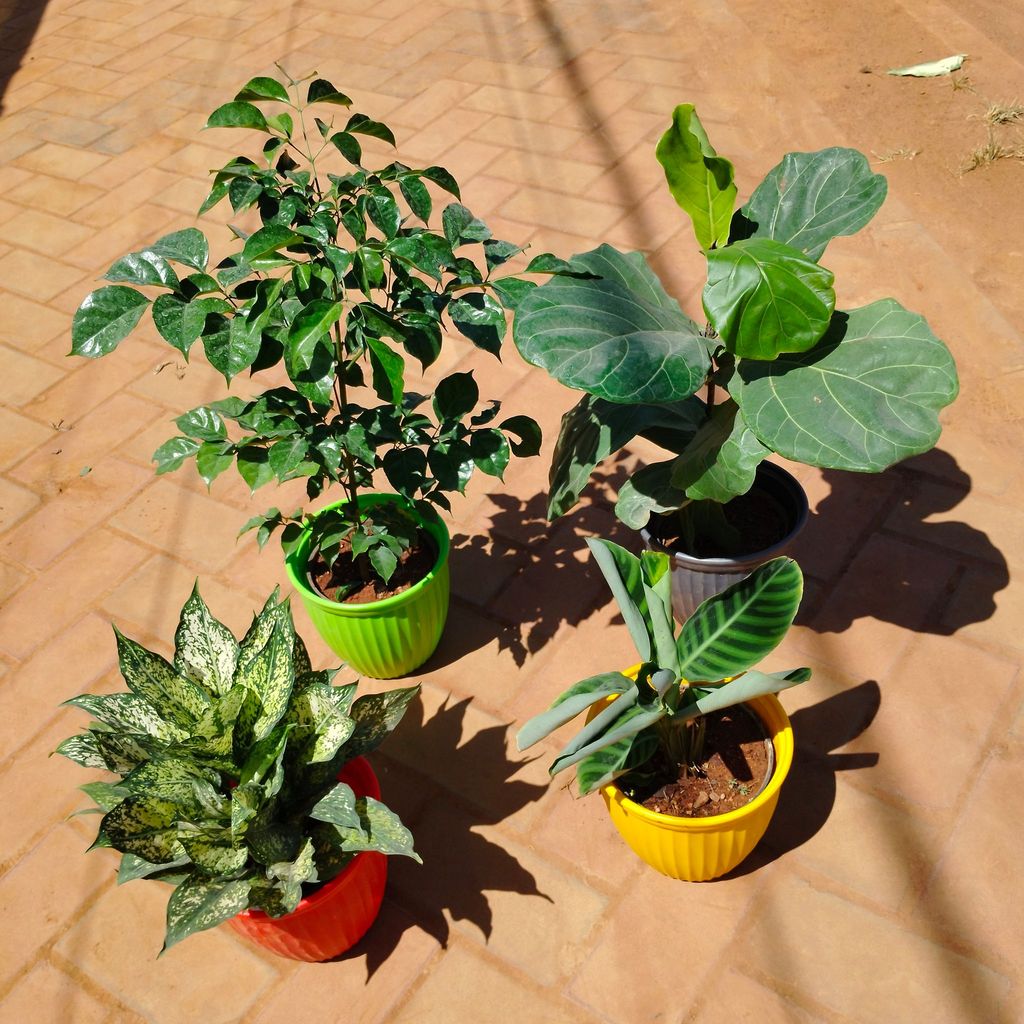 Set of 4 - Radermachera / China Doll, Fiddle Leaf Fig / Ficus lyrata, Aglaonema Snow White & Calathea Maranta in 8 Inch Premium Lotus Plastic Pot (any colour)