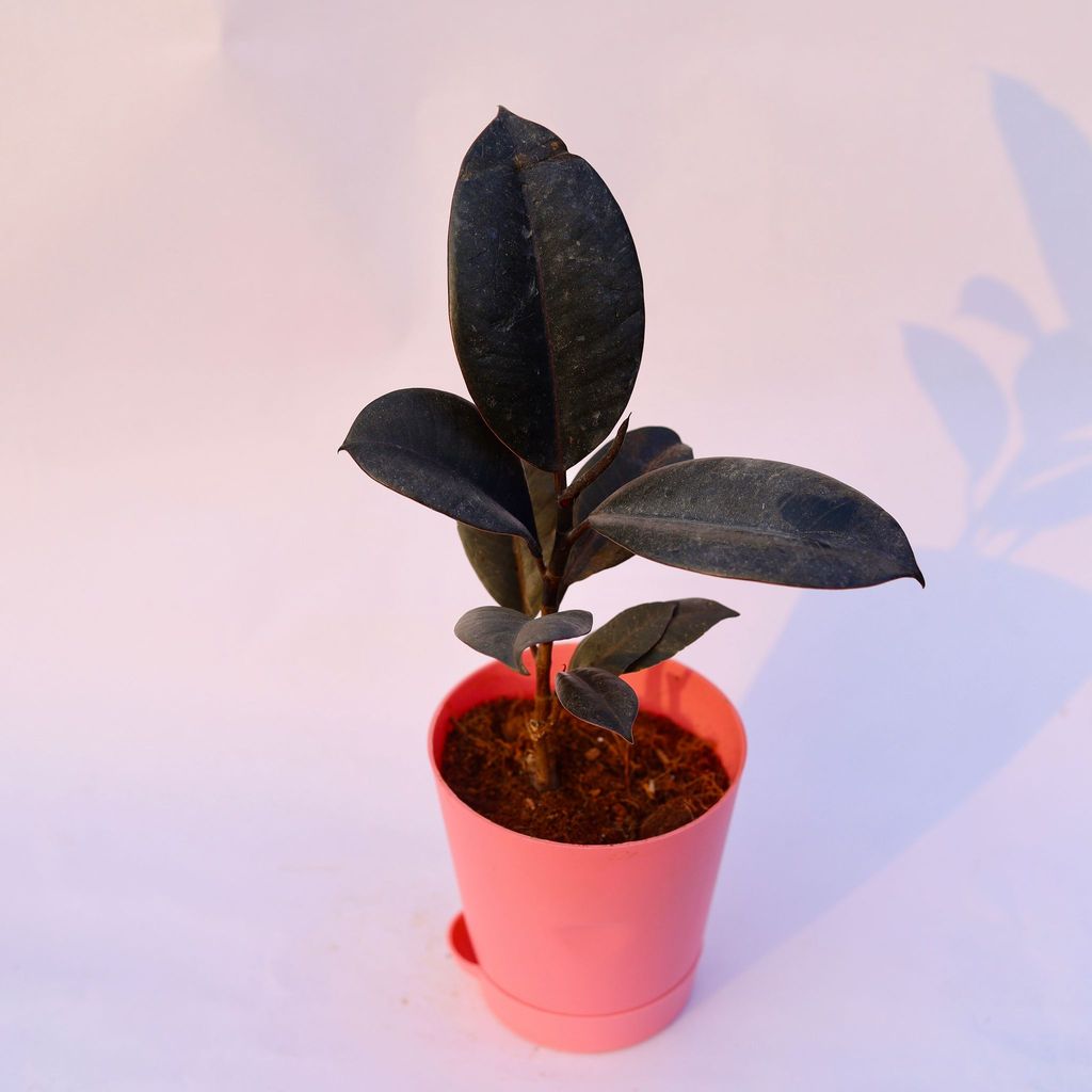 Rubber Black in 4 Inch Pink Florence Self Watering Pot