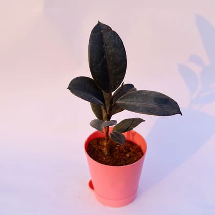 Buy Rubber Black in 4 Inch Pink Florence Self Watering Pot Online | Urvann.com