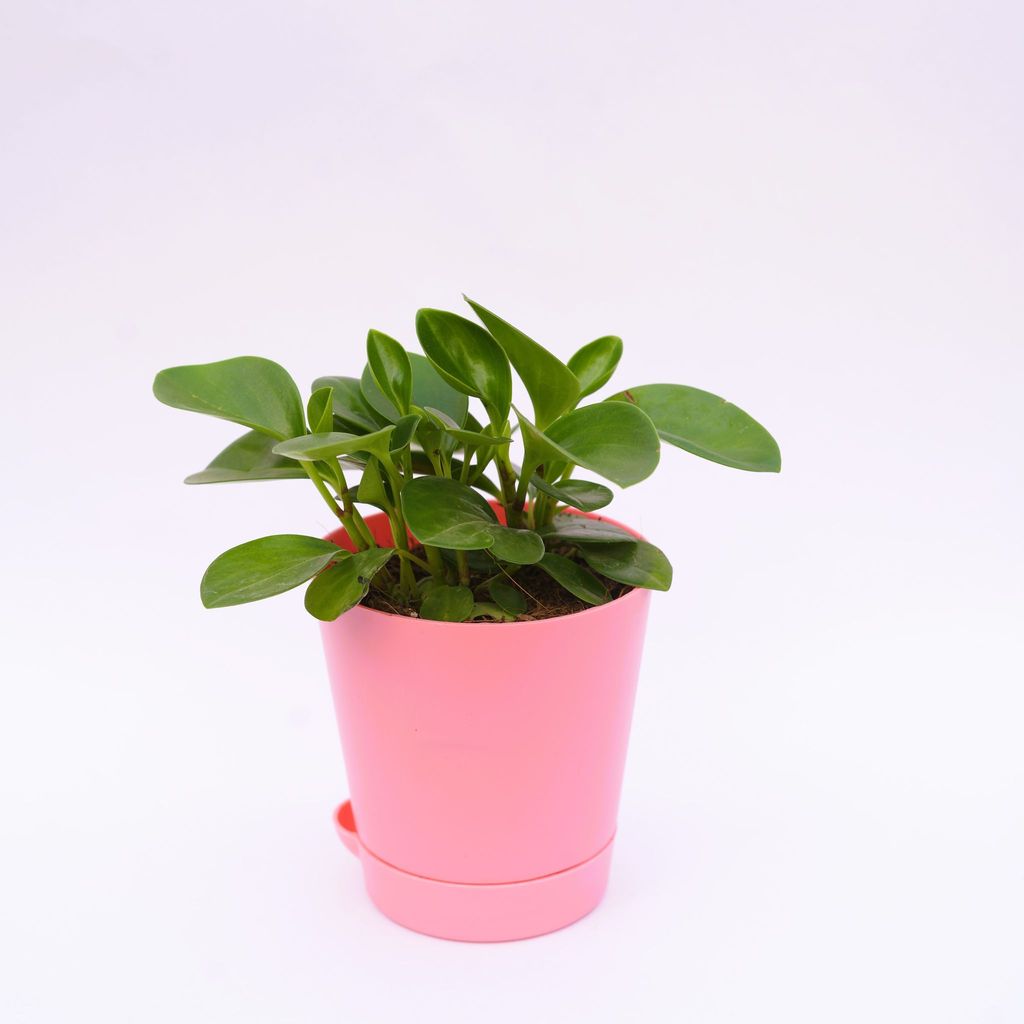 Peperomia / Radiator Plant Green in 4 Inch Pink Florence Self Watering Pot