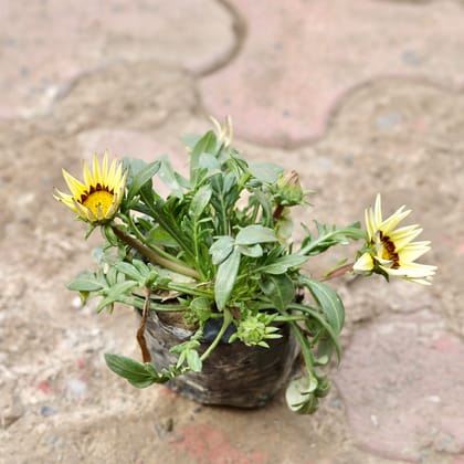 Buy Gazania (Any Colour) in 4 Inch Nursery Bag Online | Urvann.com