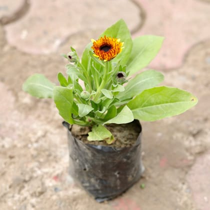 Buy Calendula (Any Colour) in 4 Inch Nursery Bag Online | Urvann.com