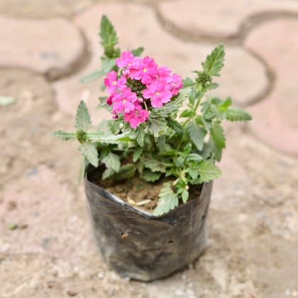 Buy Verbena (Any Colour) in 4 Inch Nursery Bag Online | Urvann.com