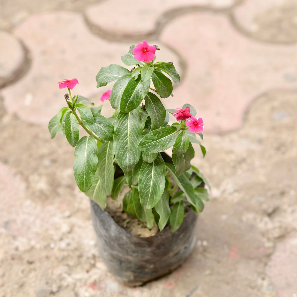 Periwinkle / Sadabahar / Vinca (Any Colour) in 4 Inch Nursery Bag