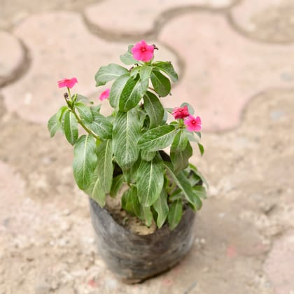 Buy Periwinkle / Sadabahar / Vinca (Any Colour) in 4 Inch Nursery Bag Online | Urvann.com