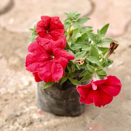 Buy Petunia (Any Colour) in 4 Inch Nursery Bag Online | Urvann.com