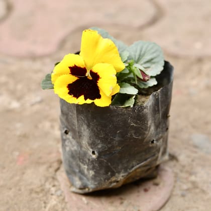 Buy Pansy (Any Colour) in 4 Inch Nursery Bag Online | Urvann.com