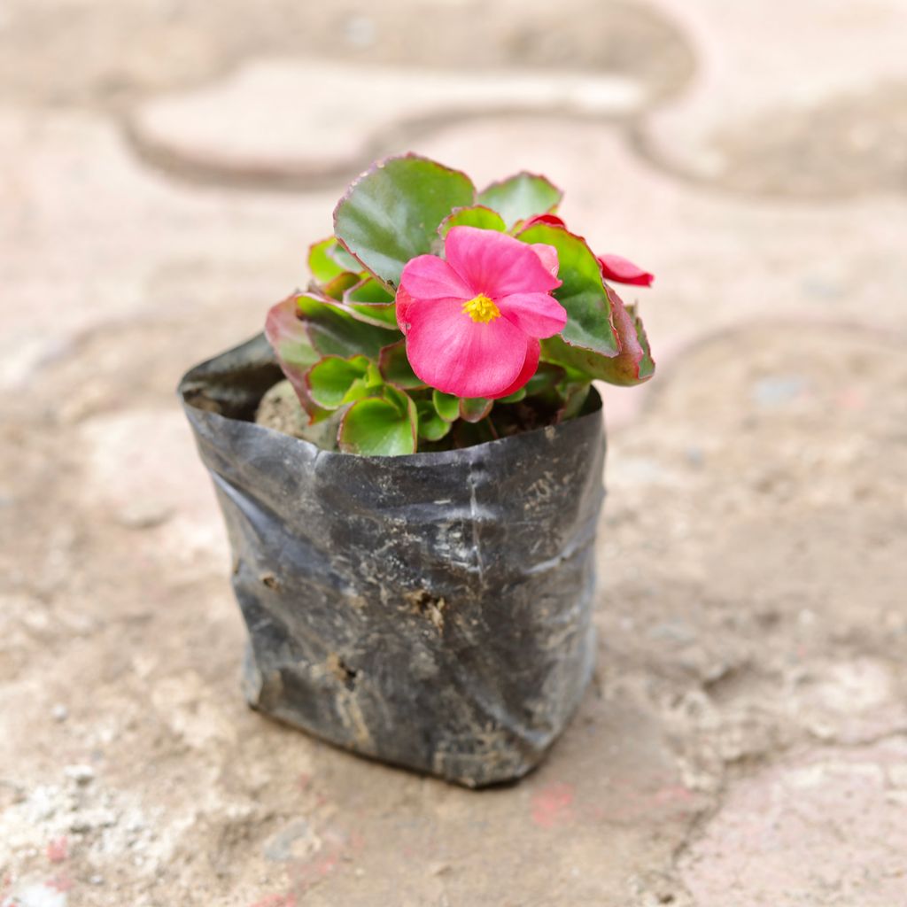 Begonia (Any Colour) in 4 Inch Nursery Bag